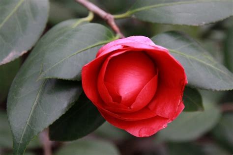 茶花 風水|茶花的风水寓意是什么